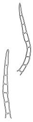 Cratoneuropsis relaxa, paraphyllia. Drawn from T.W.N. Beckett 471, CHR 621716, C.D. Meurk s.n., 27 Nov. 1970, CHR 481321, and T.W.N. Beckett 507, CHR 621717.
 Image: R.C. Wagstaff © Landcare Research 2014 